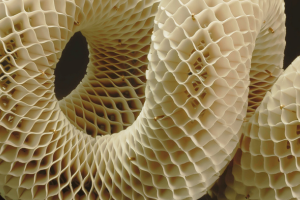 Imatge pels mitjans: SURFACE MORPHED