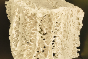 Imatge pels mitjans: ESCAPE TO NATURE