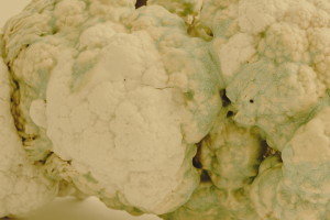 Imagen para los medios: FROM GENUS OF CRUCIFER